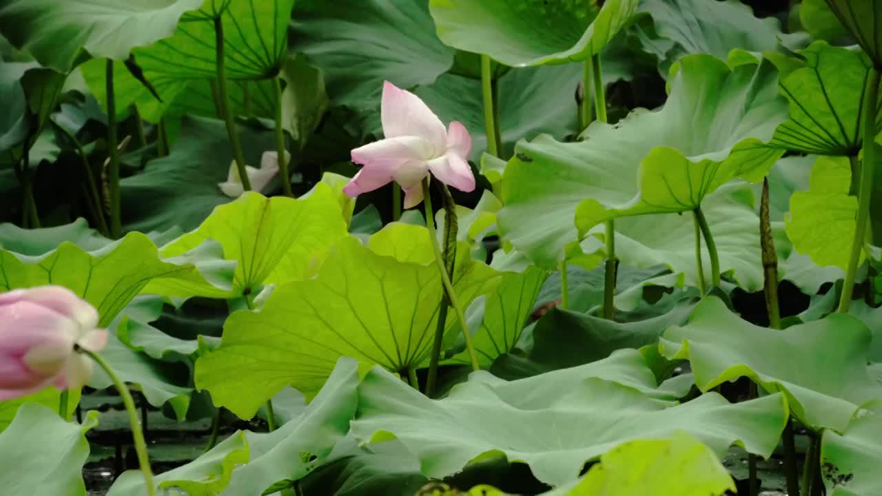 雨中荷塘荷花池里的荷叶荷花视频素材