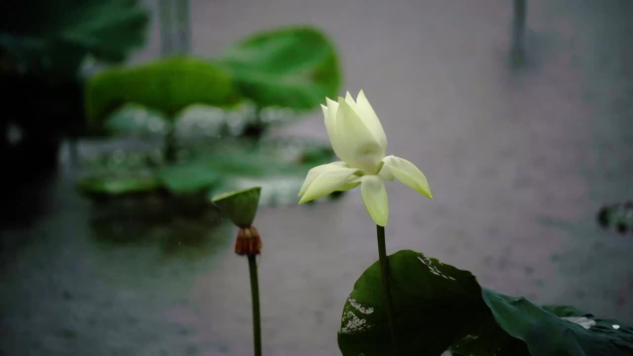 雨中荷塘荷花池里的荷叶荷花视频素材