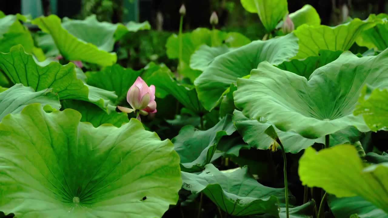 雨中荷塘荷花池里的荷叶荷花视频素材