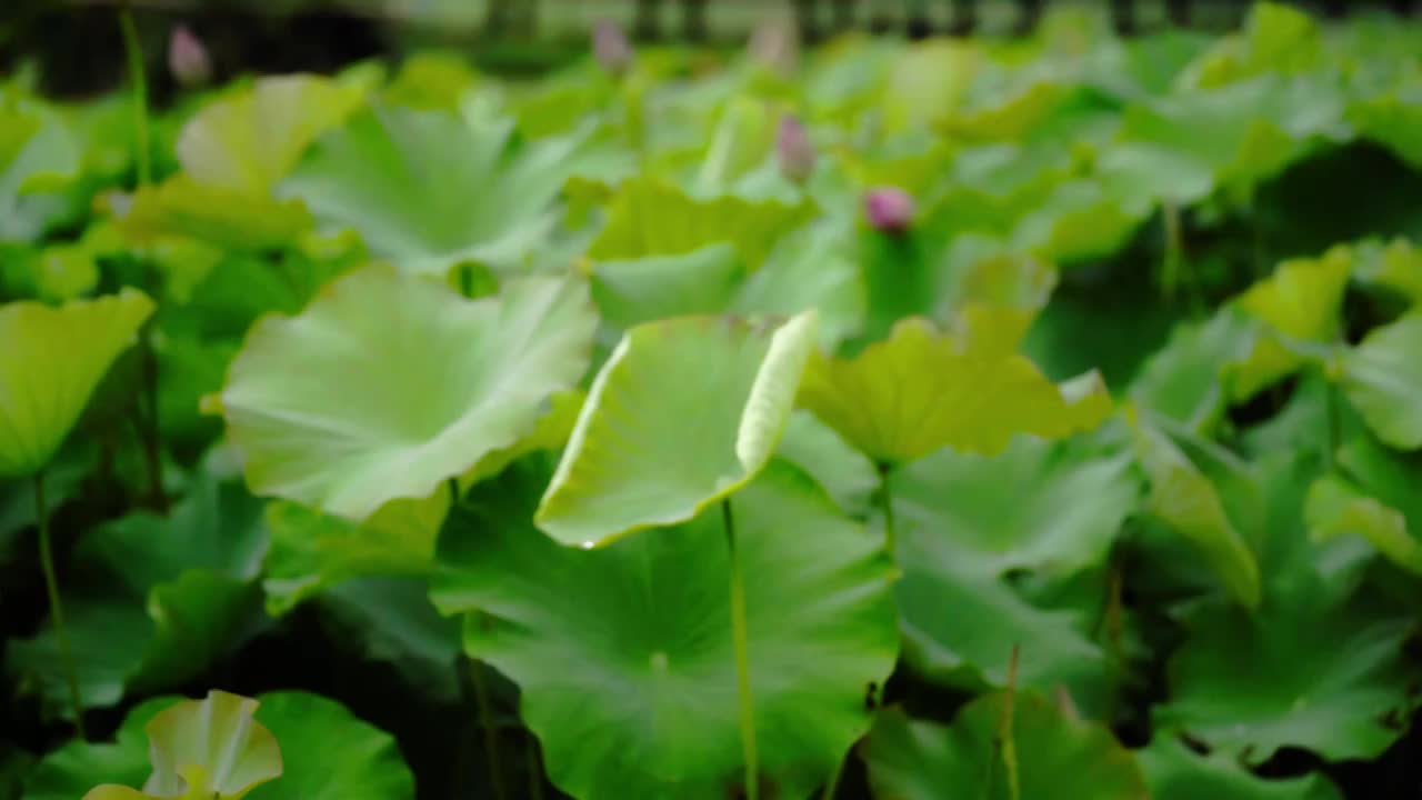 雨中荷塘荷花池里的荷叶荷花视频素材