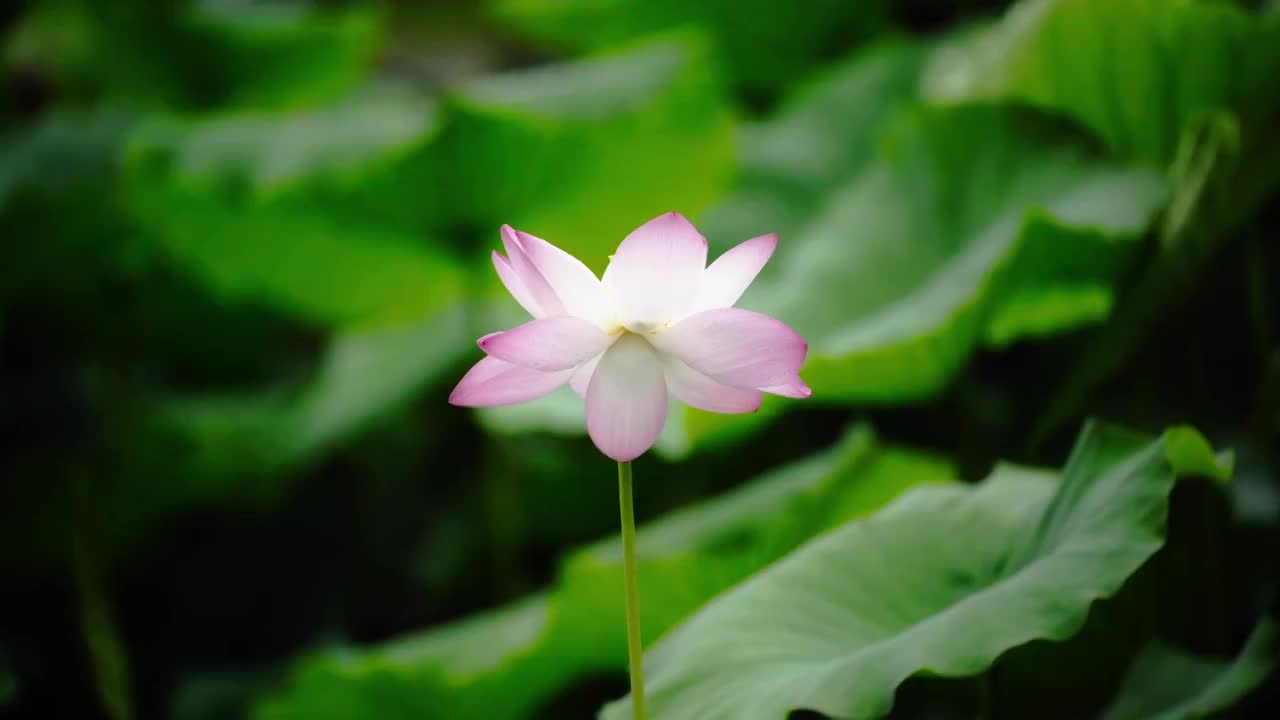 雨中荷塘荷花池里的荷叶荷花视频素材