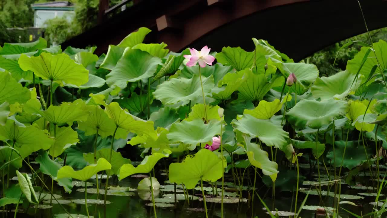 雨中荷塘荷花池里的荷叶荷花视频素材