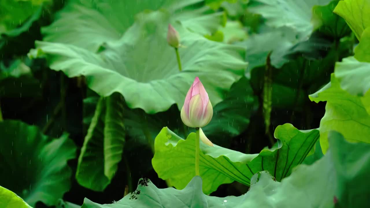 雨中荷塘荷花池里的荷叶荷花视频素材