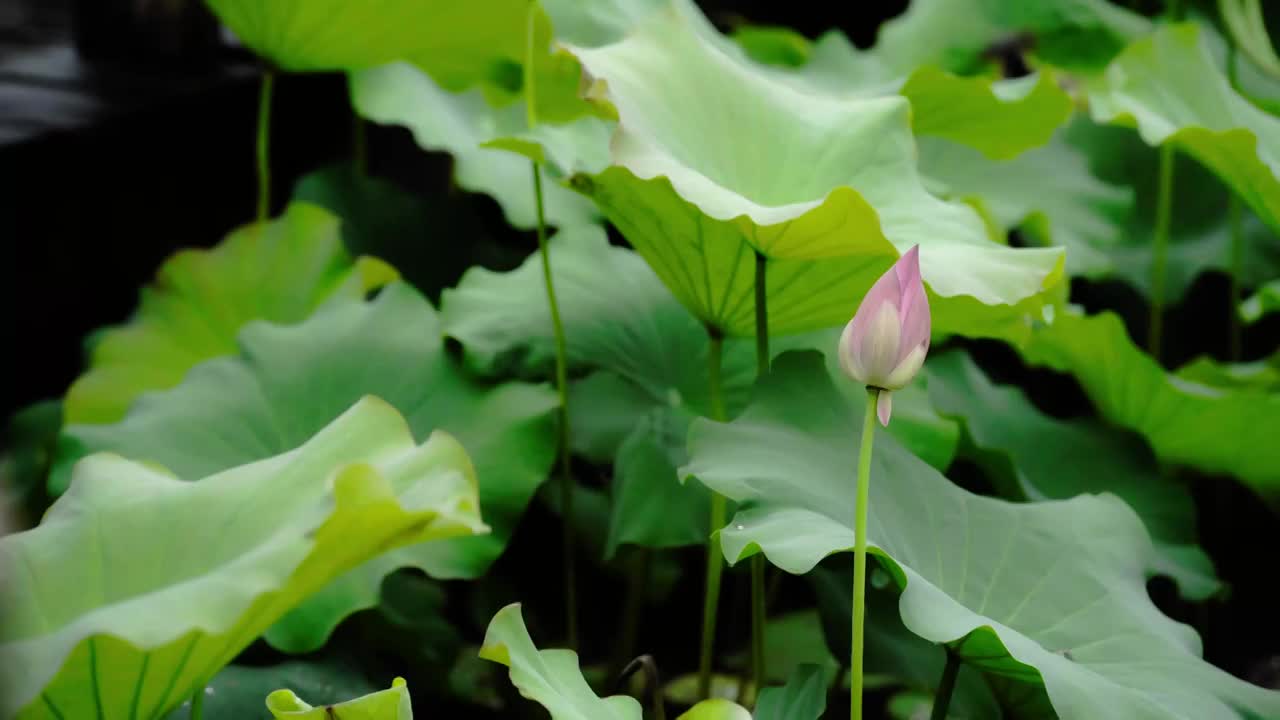 雨中荷塘荷花池里的荷叶荷花视频素材