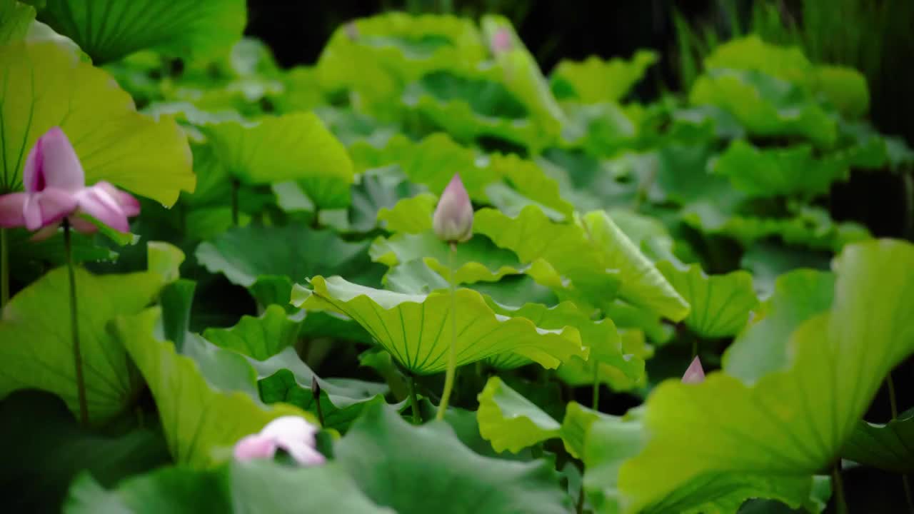 雨中荷塘荷花池里的荷叶荷花视频素材