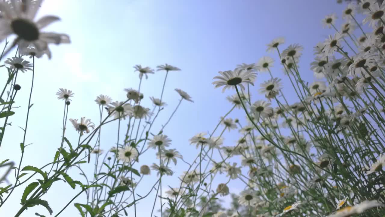 蓝天白云下夏天绿色清新的小雏菊花海实视频素材