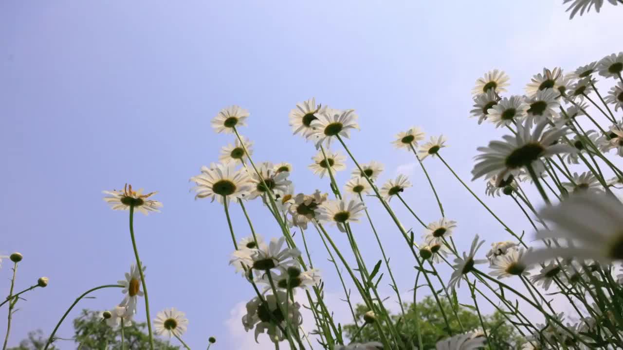 蓝天白云下夏天绿色清新的小雏菊花海实视频素材