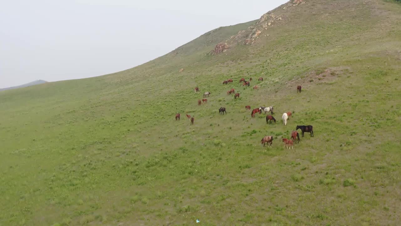 乌兰布统草原上放牧的马视频素材