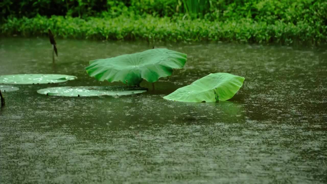 雨中荷塘荷花池里的荷叶荷花视频素材