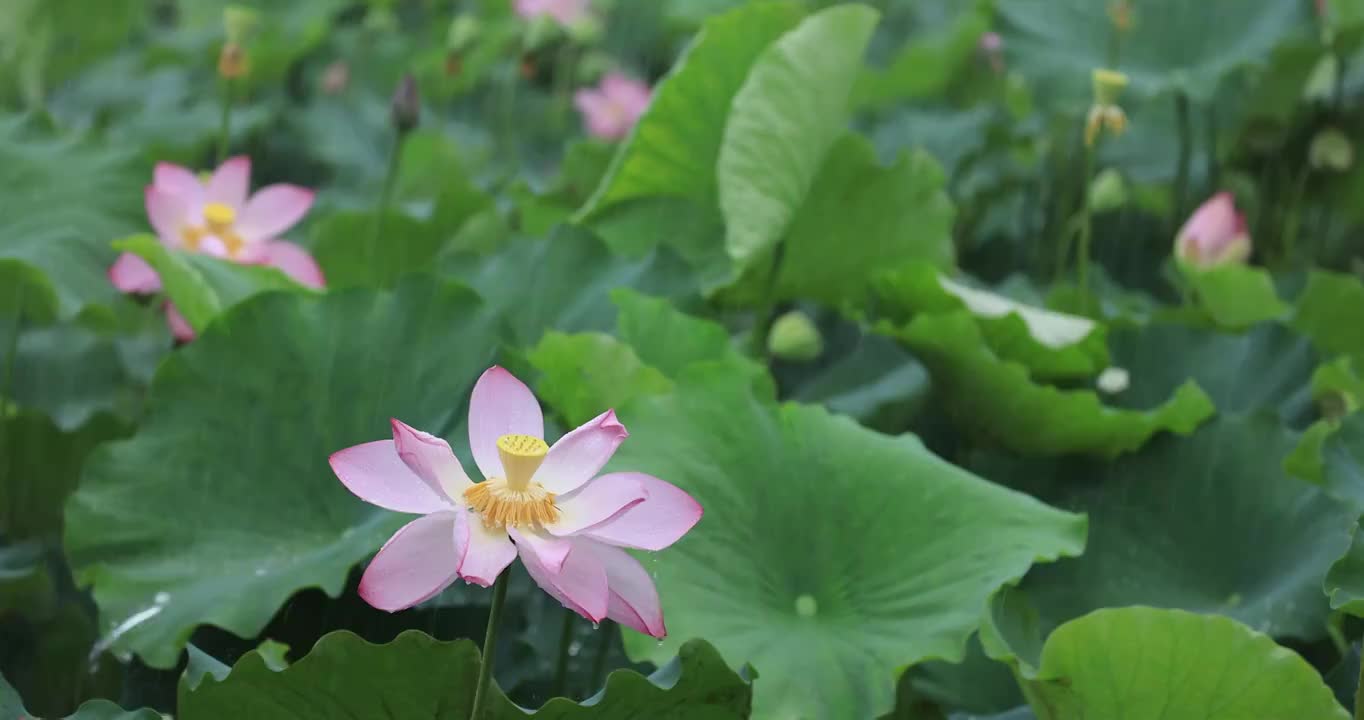 急风骤雨中的荷塘视频素材