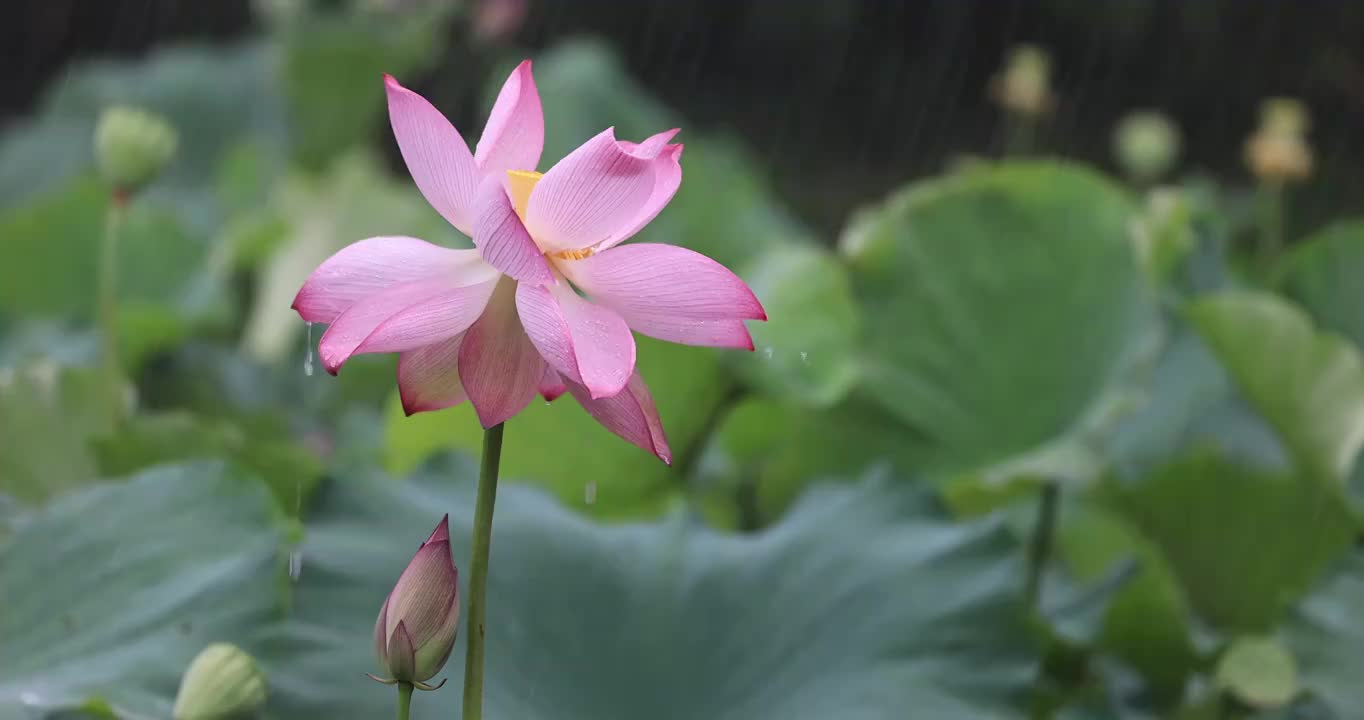 雨打荷花落雨珠视频素材