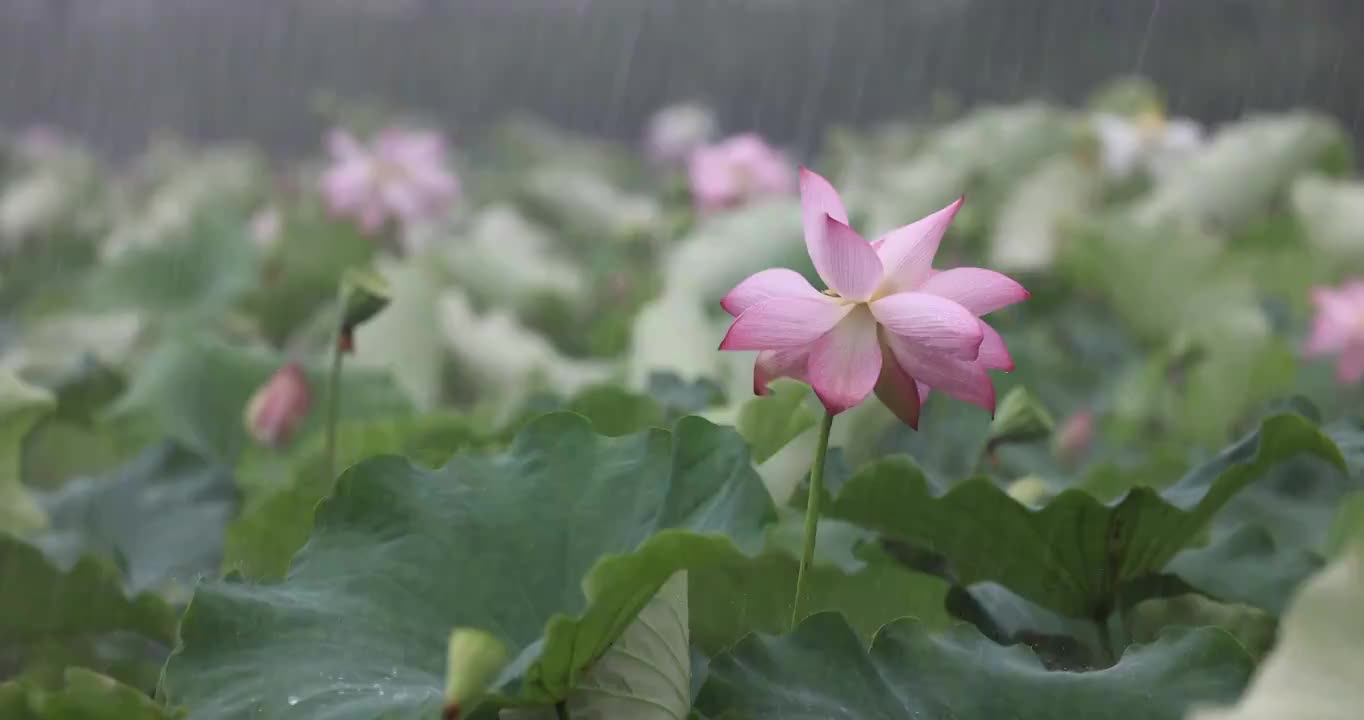 大雨中的荷塘风情视频素材