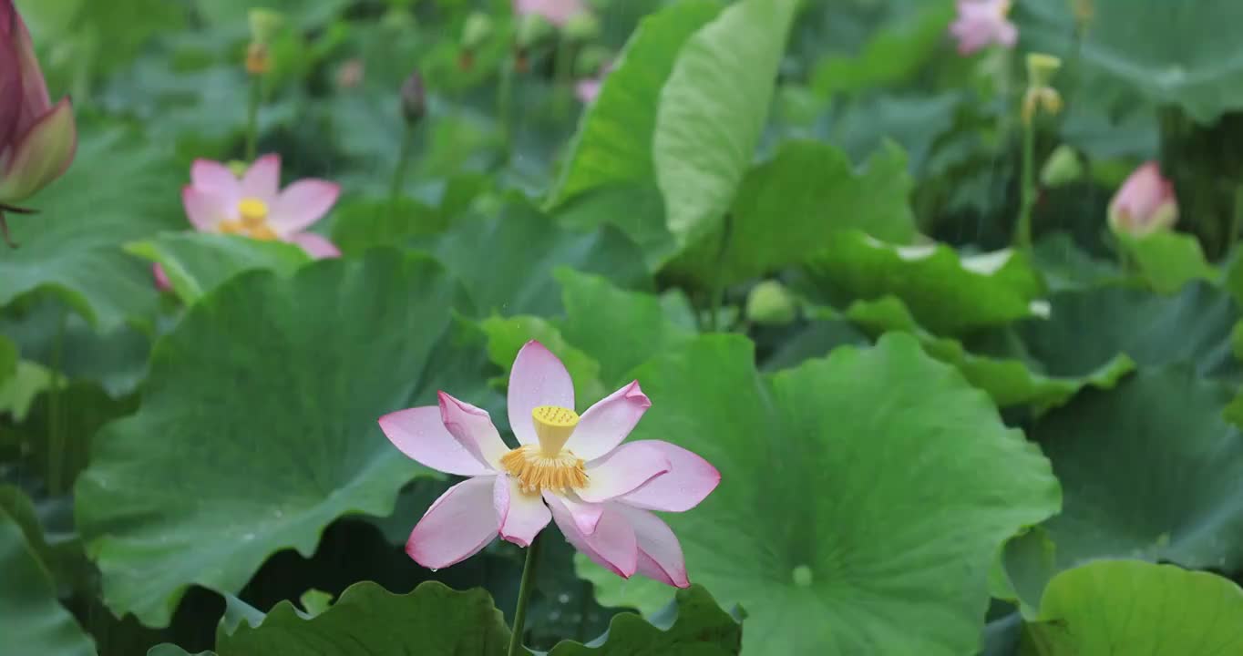 雨打荷塘视频素材