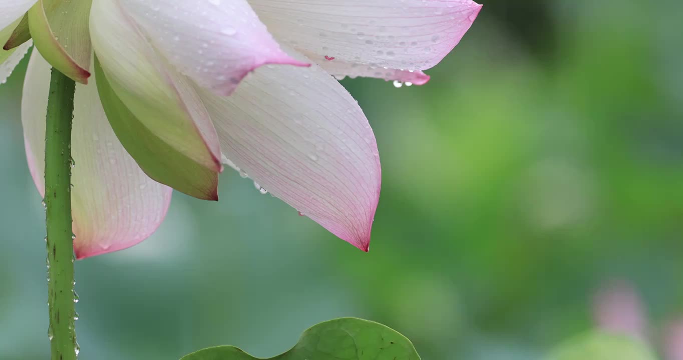 雨天荷花沾满雨珠特写镜头视频素材