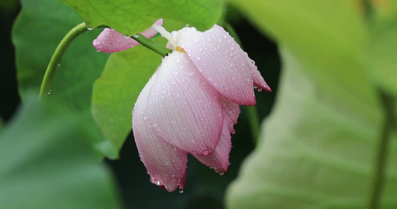 荷花因雨珠而垂下花瓣视频购买