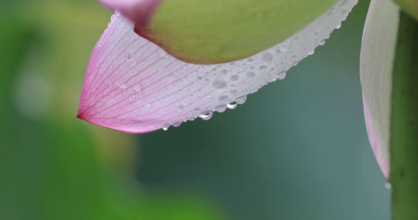 晶莹剔透的莲花花瓣沾满雨珠视频素材