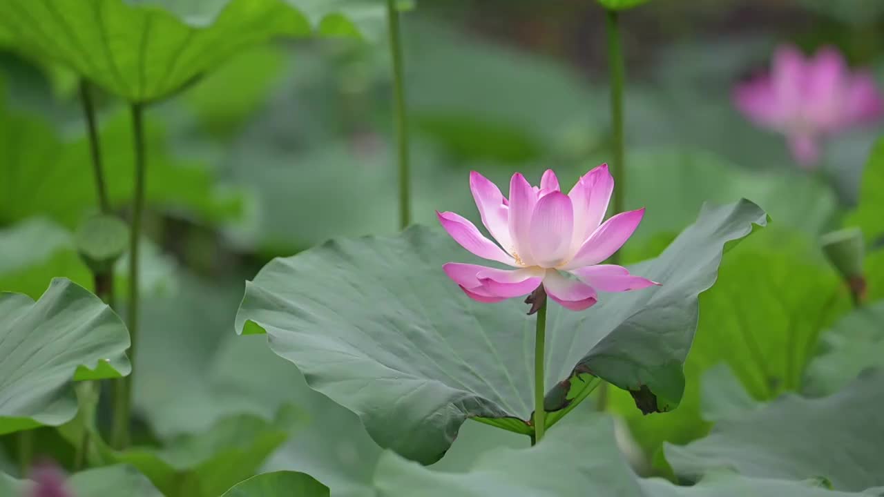 夏日上海大宁公园盛开的荷花视频素材