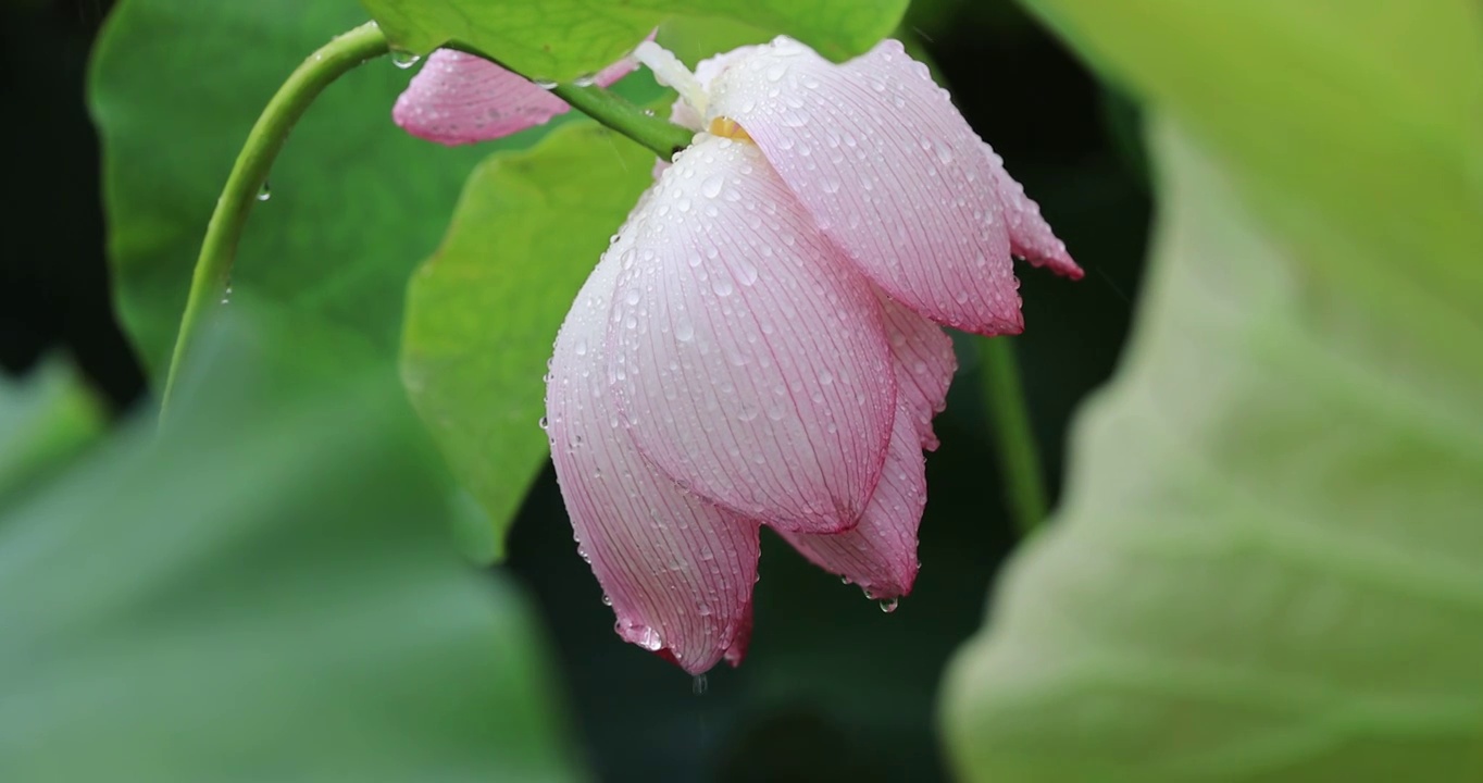 雨珠从荷花上滑落视频素材