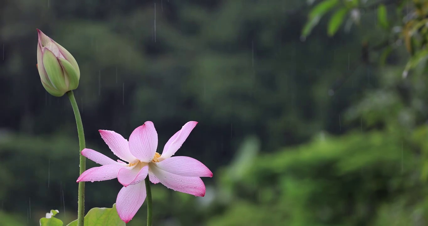 雨中荷花含苞待放视频素材