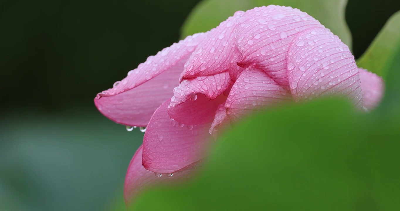 雨滴落在娇艳的荷花上视频素材