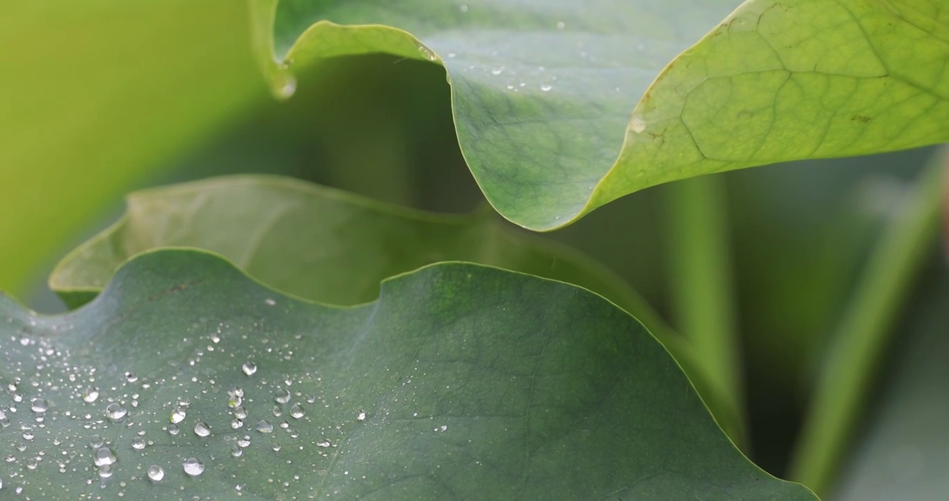 雨珠溅落在荷叶上视频素材