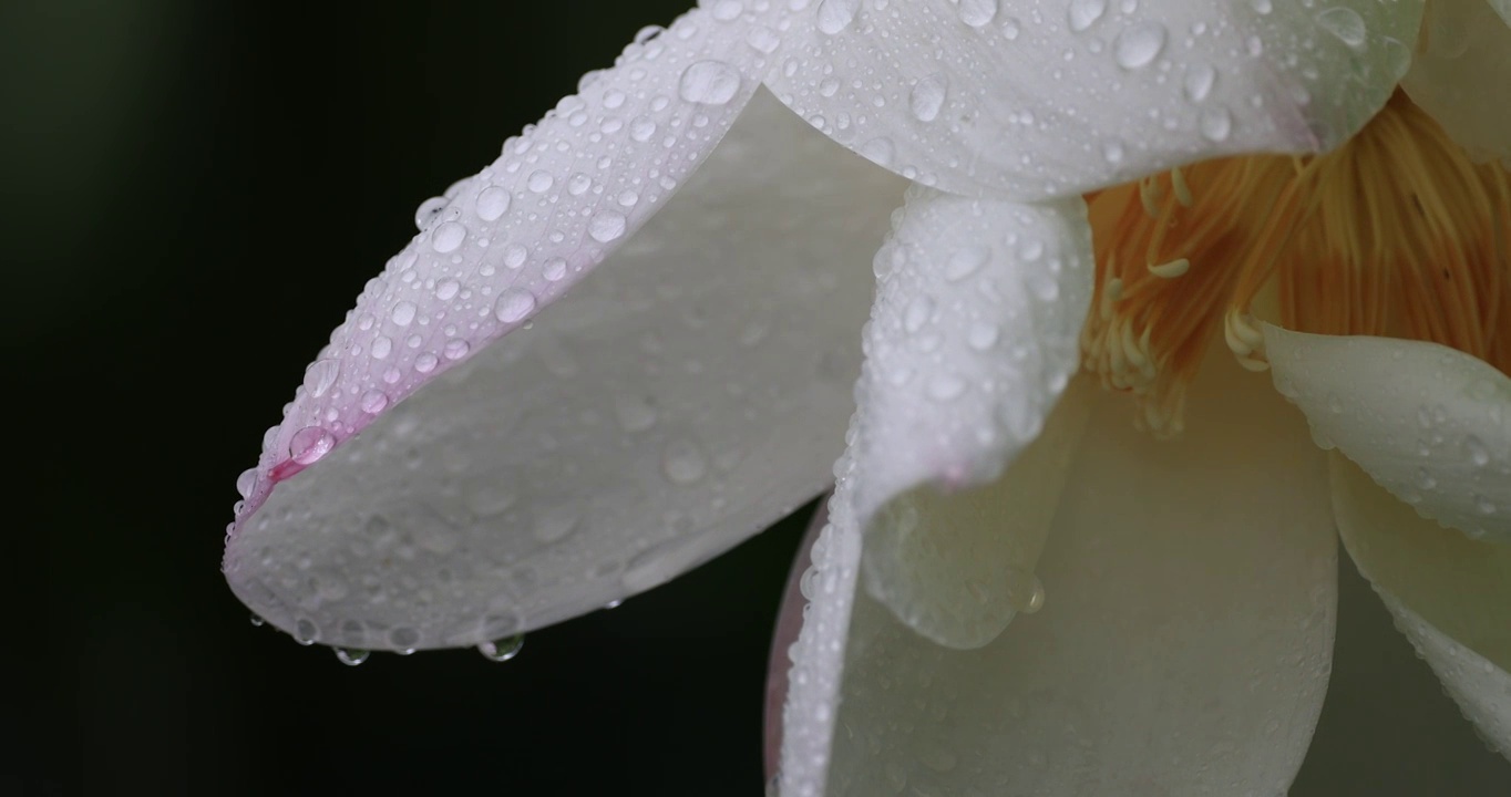 沾满雨珠的白莲花视频素材