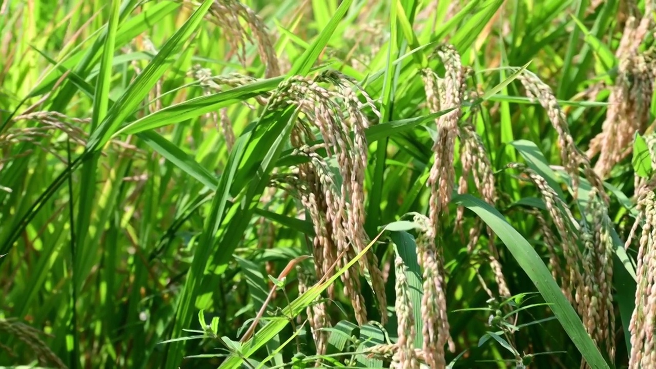 丰收的稻田农业水稻大米谷物稻花粮食视频素材