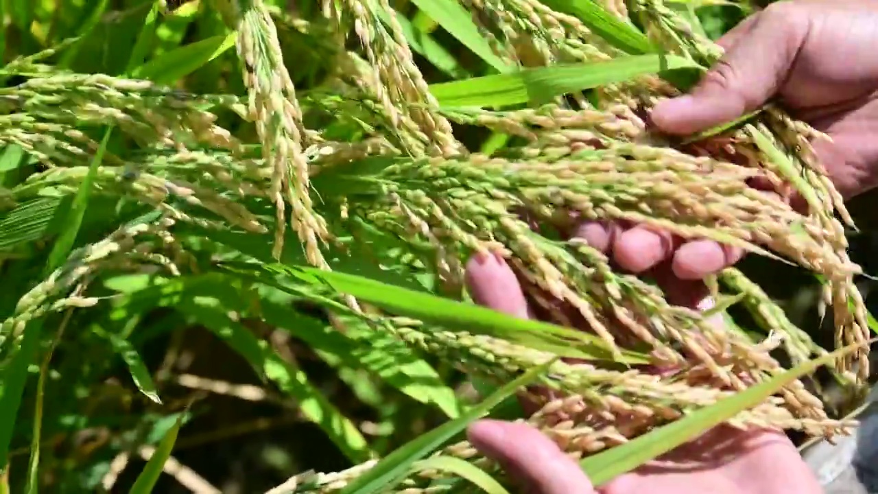 丰收的稻田农业水稻大米谷物稻花粮食视频素材