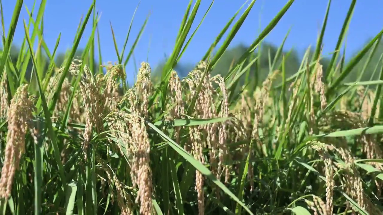 丰收的稻田农业水稻大米谷物稻花粮食视频素材