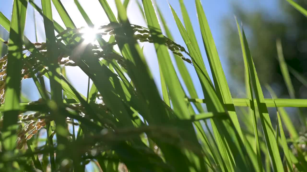 丰收的稻田农业水稻大米谷物稻花粮食视频素材