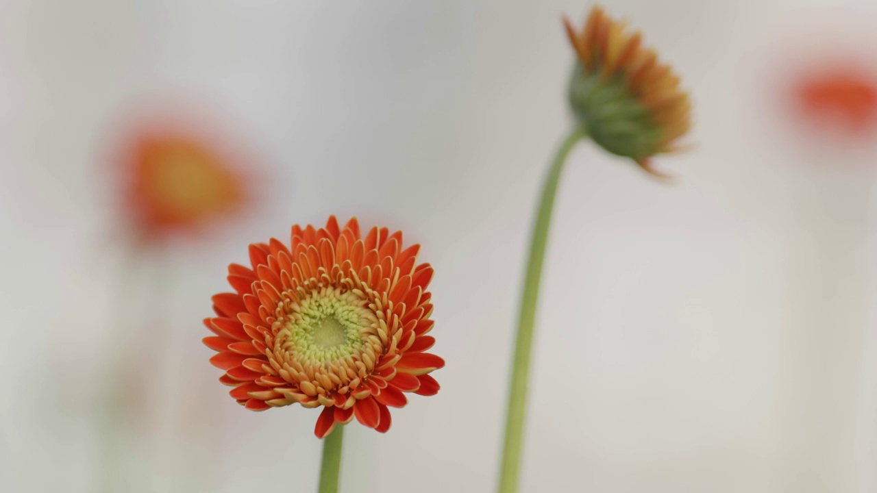 现代大棚内的非洲菊视频素材