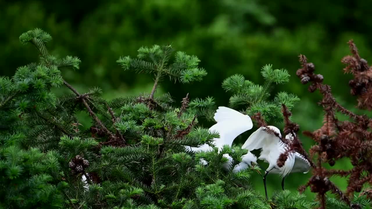 飞舞的白鹭视频素材