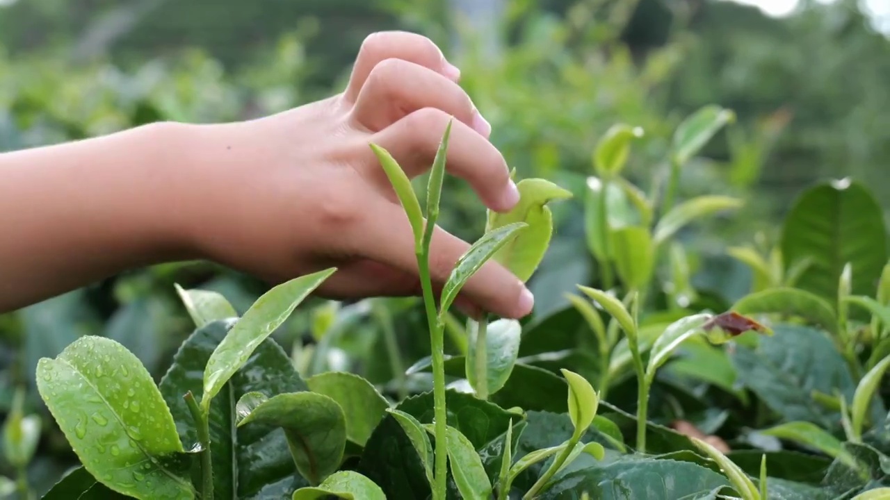 茶叶茶园采茶红茶绿茶春茶采茶视频下载