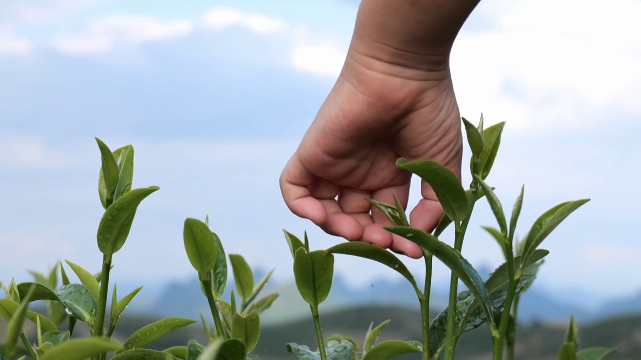 茶叶茶园采茶红茶绿茶春茶采茶视频下载