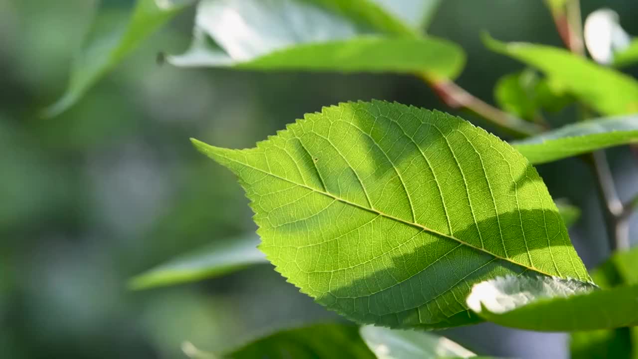 阳光下被风吹动的树叶视频素材