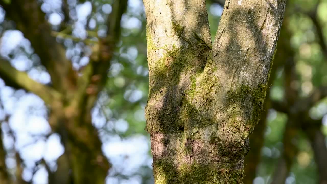 贵州森林公园光影风景风光视频素材