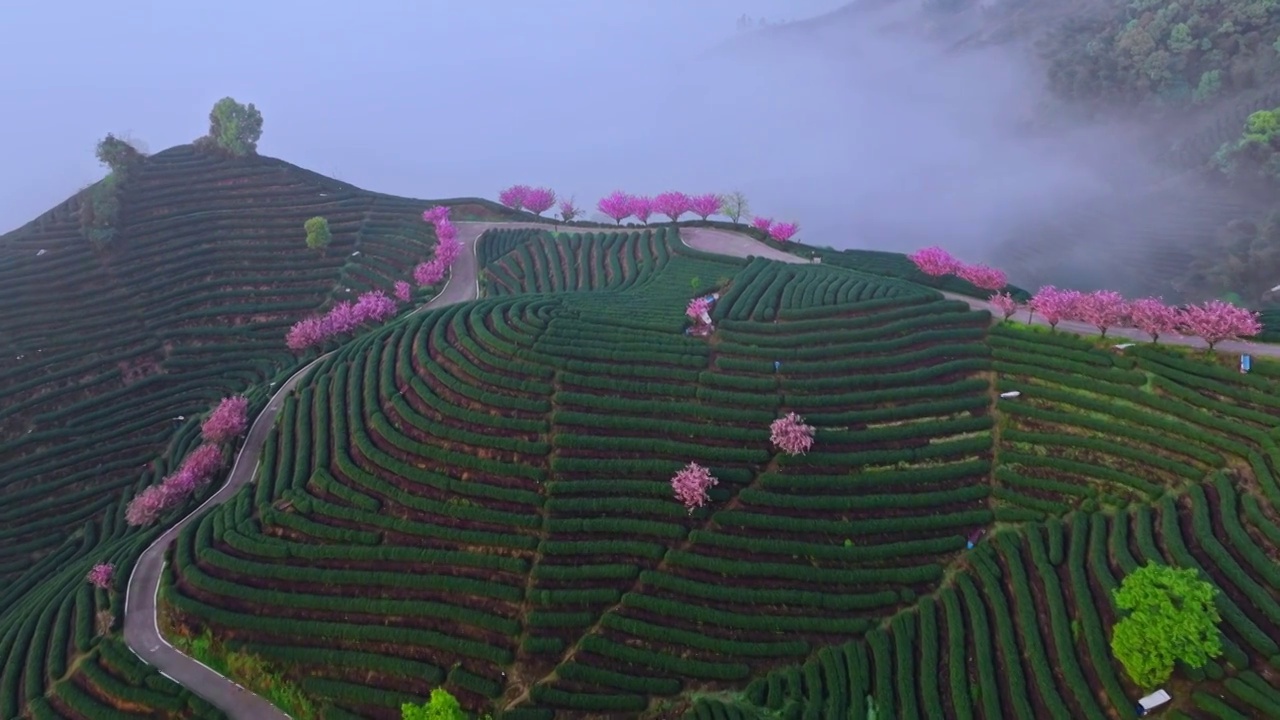 杭州富阳拔山樱花龙井茶山视频素材