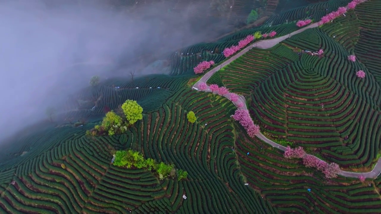 杭州富阳拔山樱花龙井茶山视频素材