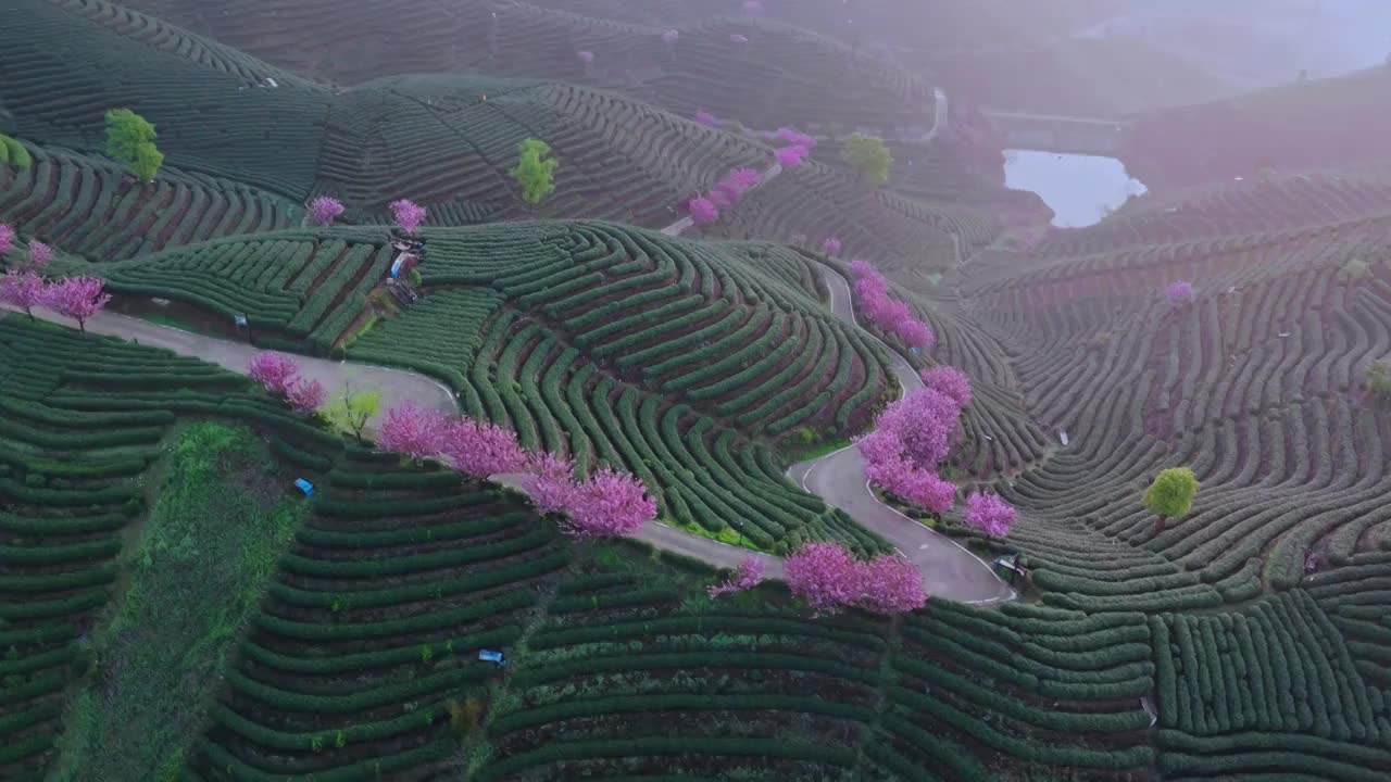 杭州富阳拔山樱花龙井茶山视频素材