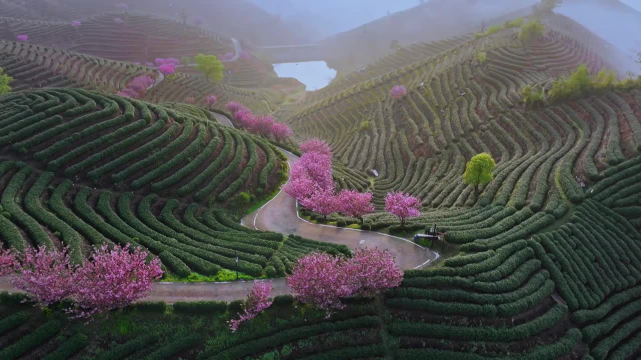 杭州富阳拔山樱花龙井茶山视频素材