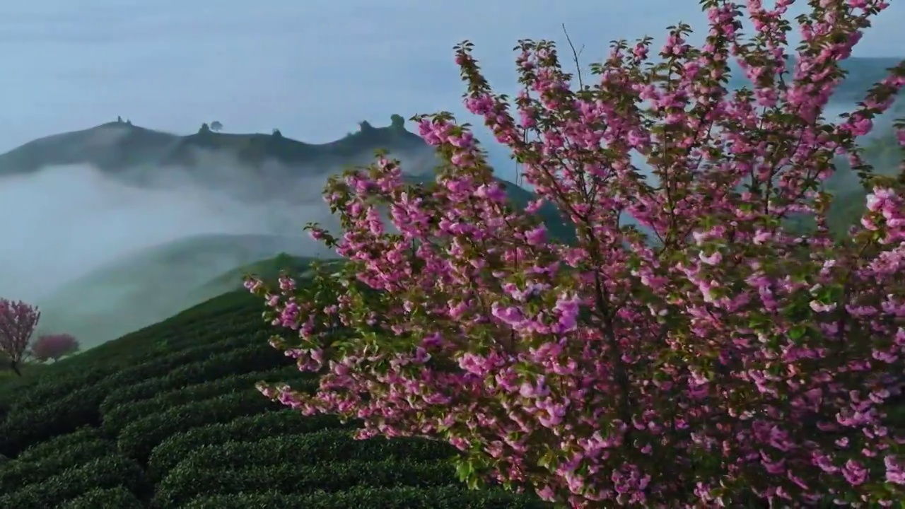 杭州富阳拔山樱花龙井茶山视频素材