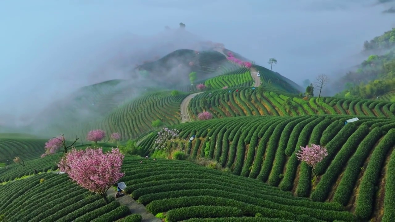 杭州富阳拔山樱花龙井茶山视频素材