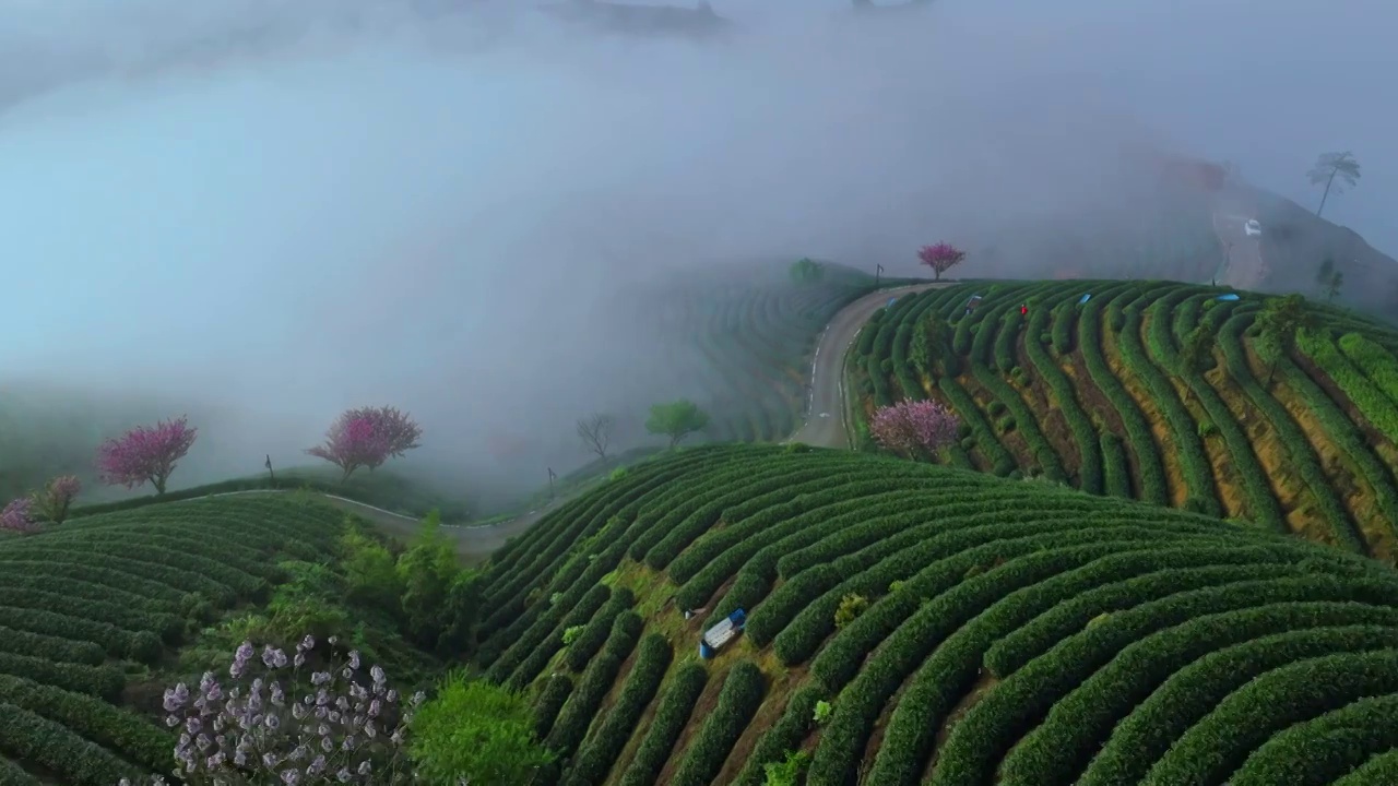 杭州富阳拔山樱花龙井茶山视频素材