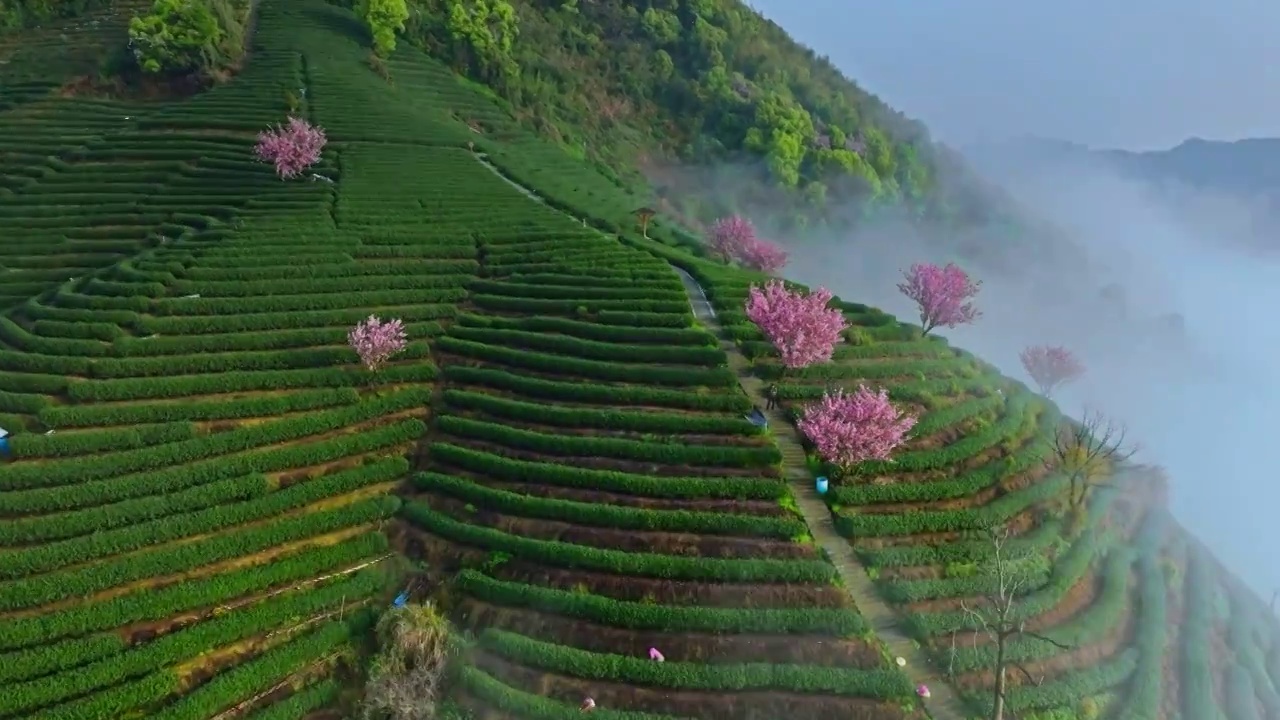 杭州富阳拔山樱花龙井茶山视频素材