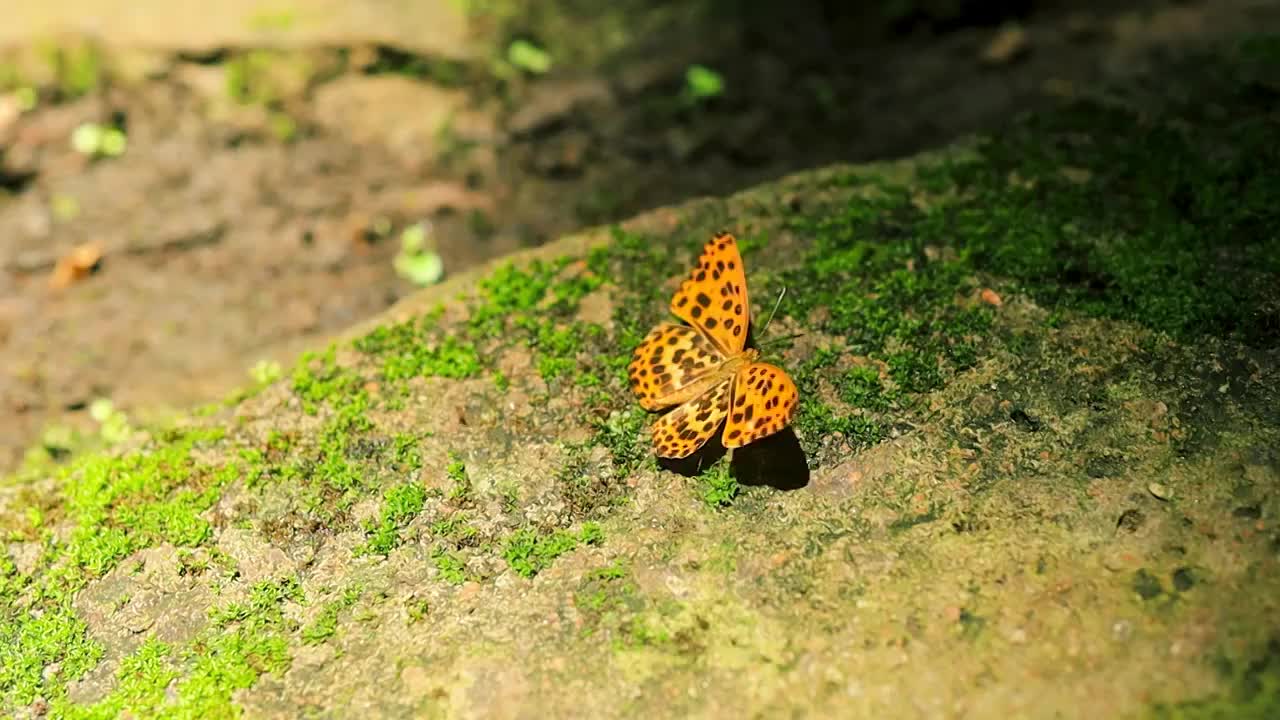 一只蝴蝶停歇在绿色青苔覆盖的岩石上视频素材