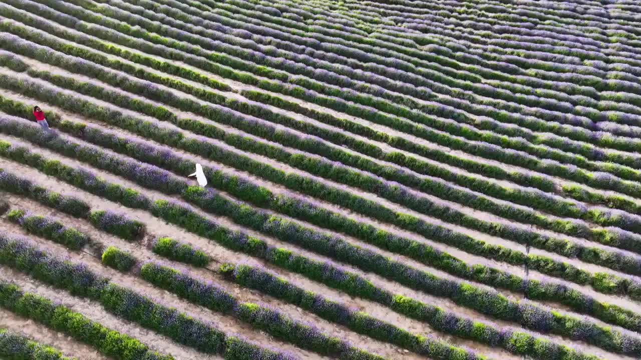 薰衣草园，新疆伊犁霍城视频素材