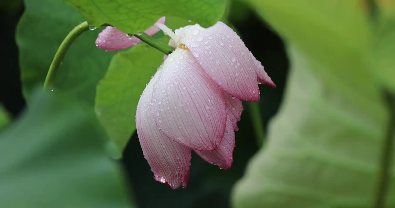 雨中荷花显娇艳视频素材