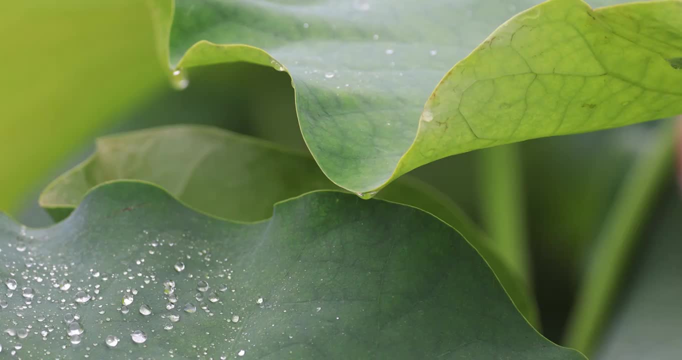 水珠和荷叶上滚落视频素材