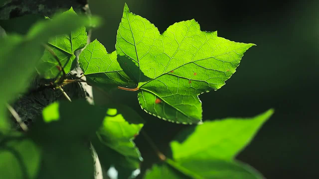 森林中阳光下的绿色树叶在风中晃动视频素材