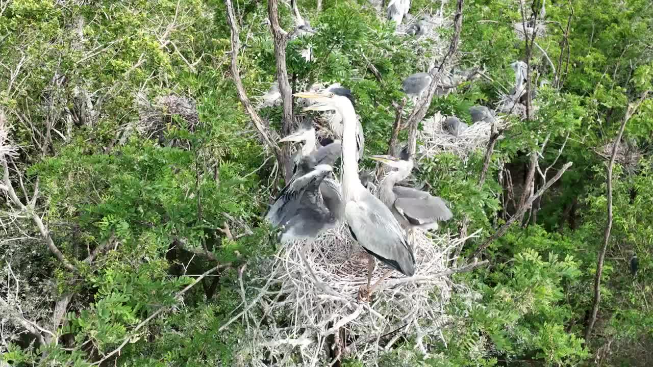 北京密云水库鸟岛夏天苍鹭育雏航拍慢镜头视频素材